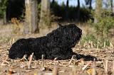 BOUVIER DES FLANDRES 296